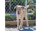 Adopt Haven a Yellow Labrador Retriever