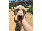 Adopt Delilah a Tan/Yellow/Fawn Labrador Retriever / Mixed dog in Quincy