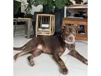 Adopt Ginger Snap a Brown/Chocolate - with White American Pit Bull Terrier /