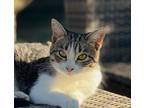 Adopt CLEO a Gray, Blue or Silver Tabby Domestic Shorthair (short coat) cat in