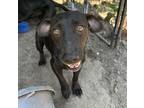 Adopt Jellybean a Black Dachshund / Mixed Breed (Small) / Mixed dog in Quincy