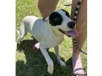Adopt Kiki a White - with Black Mixed Breed (Medium) / Mixed dog in Quincy