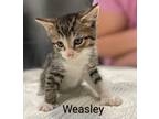 Adopt Weasley a Tan or Fawn Tabby Domestic Shorthair (short coat) cat in