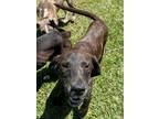 Adopt Bruno a Brindle Mixed Breed (Large) / Mixed dog in Quincy, FL (38192872)