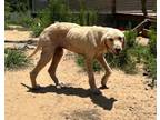 Adopt Remi a Tan/Yellow/Fawn Labrador Retriever / Mixed dog in Quincy