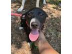 Adopt Rocket a Black Mixed Breed (Medium) / Mixed dog in Quincy, FL (38192636)