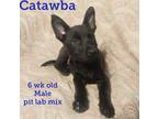 Adopt Catawba a Black American Pit Bull Terrier / Labrador Retriever / Mixed dog