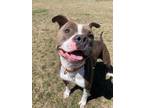 Adopt Jarek a Brindle - with White Pit Bull Terrier / Mixed dog in Detroit