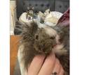 Adopt Henry a Brown or Chocolate Guinea Pig (long coat) small animal in