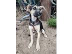 Adopt Mia a Tan/Yellow/Fawn - with Black Border Terrier / Terrier (Unknown Type