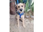 Adopt Ginger a Tricolor (Tan/Brown & Black & White) Border Terrier / Terrier