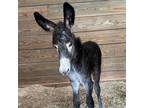 Adopt Eba a Donkey/Mule/Burro/Hinny / Mixed horse in FREEPORT, FL (38193380)