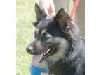 Adopt Zena a Black - with Gray or Silver German Shepherd Dog / Border Terrier /