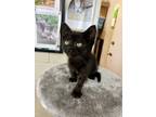 Adopt Buttercup a Black (Mostly) Domestic Shorthair (short coat) cat in Uvalde