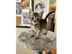 Adopt Bubbles a Brown Tabby Domestic Shorthair (short coat) cat in Uvalde