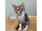 Adopt Maeve a Calico or Dilute Calico Domestic Mediumhair / Mixed cat in San