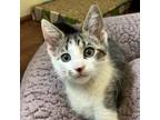 Adopt Rauiri a Brown or Chocolate Domestic Mediumhair / Mixed cat in San Jose