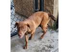 Adopt Rose a Brown/Chocolate Labrador Retriever dog in Alvin, TX (38400772)
