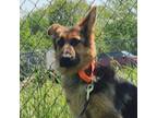 Adopt Candace a Tan/Yellow/Fawn - with Black German Shepherd Dog / Mixed dog in