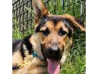 Adopt Phinneas a Tan/Yellow/Fawn - with Black German Shepherd Dog / Mixed dog in
