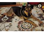 Adopt Selah a Black - with Tan, Yellow or Fawn Shepherd (Unknown Type) / Mixed