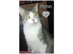Adopt Flynn a Tiger Striped Domestic Shorthair (short coat) cat in Covina