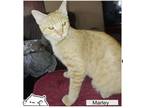 Adopt Marley a Orange or Red Tabby Domestic Shorthair (short coat) cat in