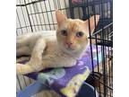 Adopt Coconut a Orange or Red Tabby Domestic Shorthair (short coat) cat in