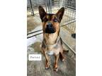 Adopt Peter a Black - with Tan, Yellow or Fawn Shepherd (Unknown Type) / Mixed