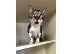 Adopt George IN FOSTER a White Domestic Shorthair / Domestic Shorthair / Mixed