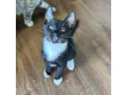 Adopt Dewey a All Black Domestic Shorthair / Mixed cat in Port Richey