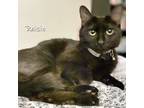 Adopt Raisin a All Black Domestic Shorthair (short coat) cat in Chicago