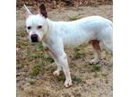 Adopt Grits a White - with Tan, Yellow or Fawn Mixed Breed (Large) / Mixed dog