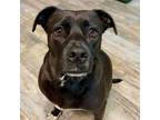 Adopt Tallulah a Black Labrador Retriever, Pit Bull Terrier