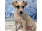 Adopt Lottie a Mixed Breed