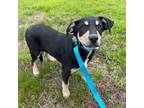 Adopt Chalet a Mixed Breed