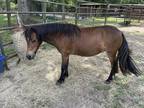 Adopt Journey a Bay Miniature horse in Cantonment, FL (38190791)