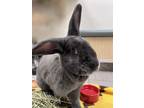 Adopt Boo Bunny a Silver Fox