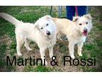 Adopt Rossi a White Terrier (Unknown Type, Medium) dog in Monroe, NC (38324589)