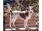Adopt Calissa a Australian Cattle Dog / Blue Heeler, Beagle