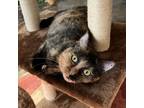Adopt Helena a Tortoiseshell Domestic Shorthair / Mixed cat in Huntsville