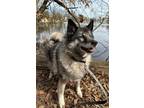 Adopt Misa a Norwegian Elkhound