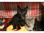 Adopt Gunner a All Black Domestic Shorthair (short coat) cat in Loogootee