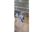 Adopt Cayenne a Gray/Blue/Silver/Salt & Pepper Terrier (Unknown Type