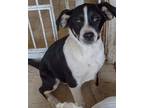 Adopt Cleo a Black - with White Collie / Labrador Retriever / Mixed dog in Upper