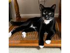 Adopt Bandit a All Black Domestic Shorthair / Mixed cat in Mocksville