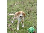 Adopt Maeve - Shamrock Sisters! a Coonhound, Great Pyrenees