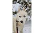 Adopt Millie a Siberian Husky