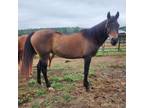 Adopt Summer a Arabian / Mixed horse in Hohenwald, TN (38294630)