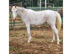 Adopt Whizteria a Arabian / Mixed horse in Hohenwald, TN (38294631)